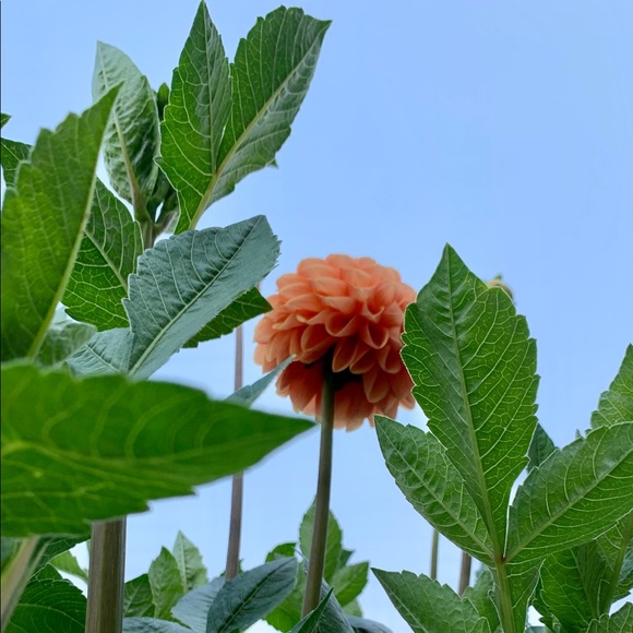 🌴Meet your Posher, Mimi🌴 - Picture 8 of 8